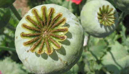 TRỒNG CÂY THUỐC PHIỆN ĐỂ LÀM THUỐC, RAU ĂN CÓ PHẢI CHỊU TRÁCH NHIỆM HÌNH SỰ KHÔNG?